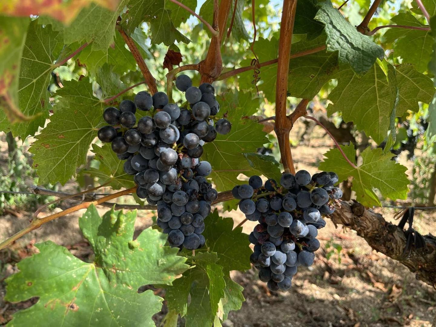 Les Logis Des Vignobles Saint Emilion En Duplex N 2 Avec Terrasse Apartment Exterior foto